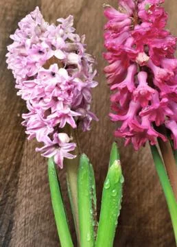 Hyacinth Stock Photos