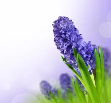 Hyacinth  Foto stock