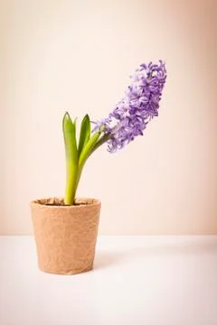 Hyacinth Stock Photos