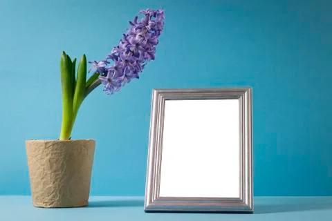 Hyacinth Stock Photos