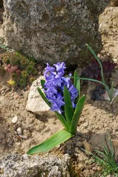 Hyacinth Stock Photos
