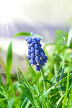 Hyacinth Stock Photos