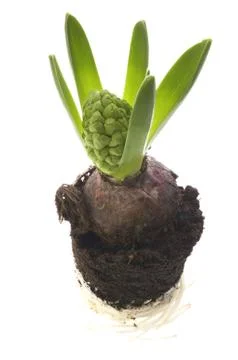Hyacinth Stock Photos