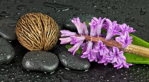 Hyacinth Stock-Fotos