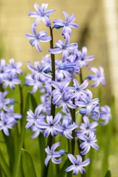 Hyacinth Foto stock