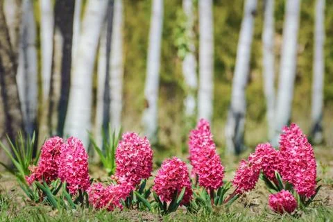 Hyacinth Stock Photos