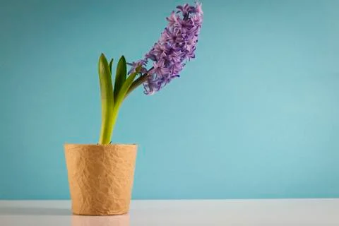 Hyacinth Stock Photos