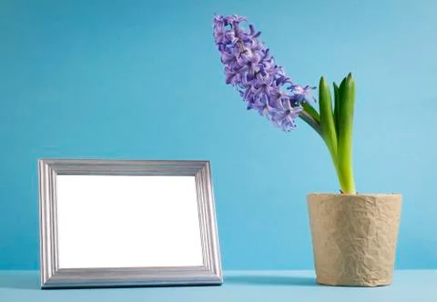 Hyacinth Stock Photos