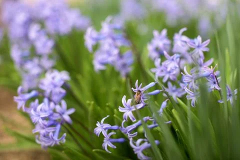 Hyacinth Stock Photos