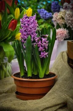 Hyacinth Stock Photos
