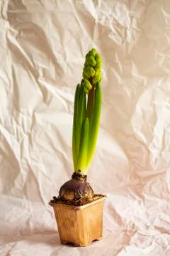 Hyacinth Stock Photos