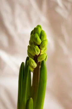 Hyacinth Stock Photos
