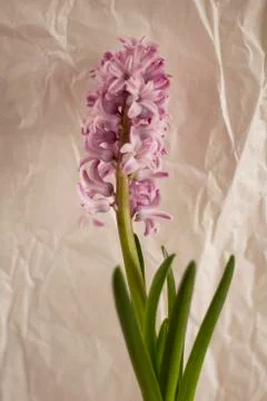 Hyacinth Stock Photos