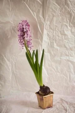 Hyacinth Stock Photos