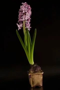 Hyacinth Stock Photos