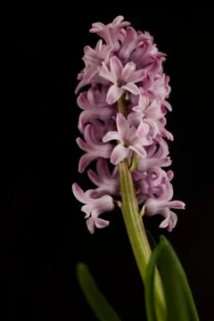 Hyacinth Stock Photos