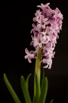 Hyacinth Stock Photos