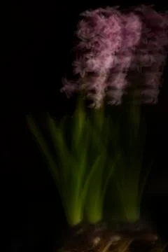 Hyacinth Stock Photos