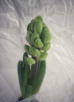 Hyacinth Stock Photos