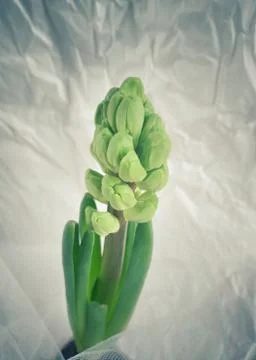 Hyacinth Stock Photos