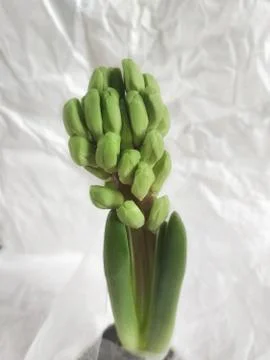 Hyacinth Stock Photos