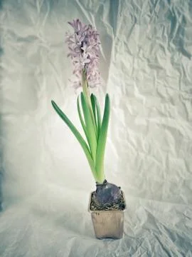 Hyacinth Stock Photos