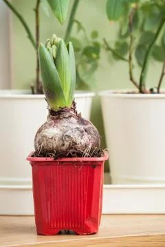 Hyacinth Stock Photos
