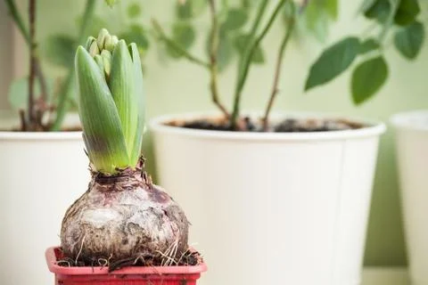 Hyacinth Stock Photos