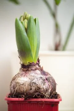 Hyacinth Stock Photos