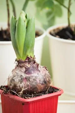 Hyacinth Stock Photos