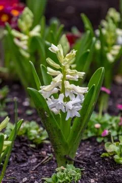 A Hyacinth Stock Photos
