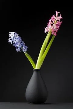 Hyacinth Stock Photos
