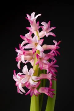 Hyacinth Stock Photos