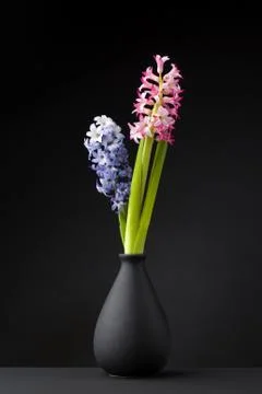 Hyacinth Stock Photos