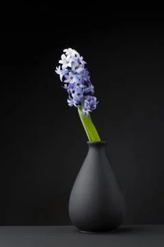 Hyacinth Stock Photos