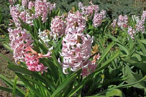 Hyacinth Foto stock