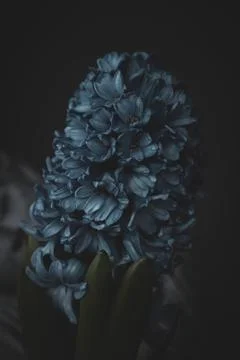Hyacinth Foto stock