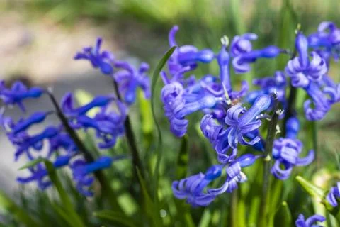 Hyacinth Stock Photos