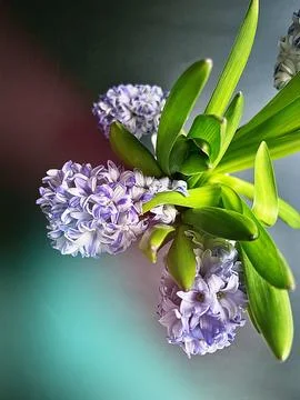 Hyacinth Foto stock