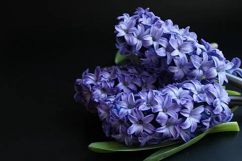 Hyacinth Stock Photos
