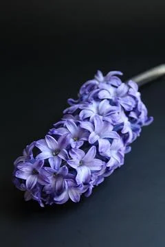 Hyacinth Stock Photos