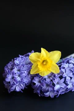 Hyacinth Stock Photos