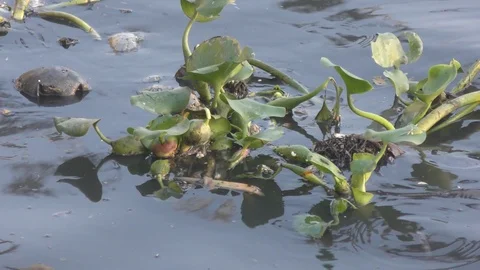 Hyacinth in polluted river and floating on the water Stock Footage 126768864