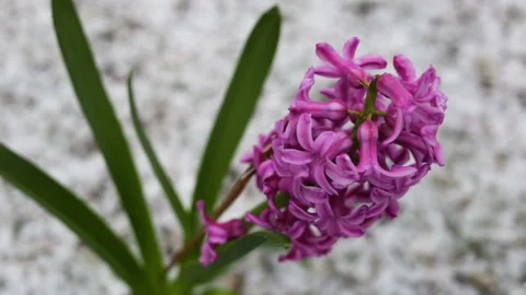 Hyacinth purple .  High angle, shallow depth of field, snowy, spring, close up. Stock Footage 104909696