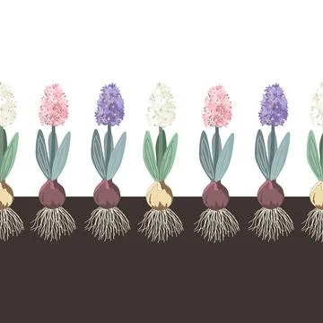 Hyacinth in a sand seamless pattern, botanical vintage style border. Hyacinths Stock Illustration