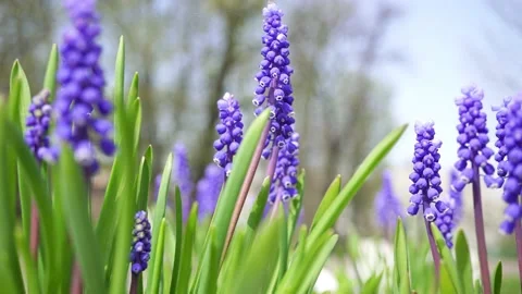 Hyacinth Spring Flower Bloomed in the Botanical Garden. Video stock 239242476