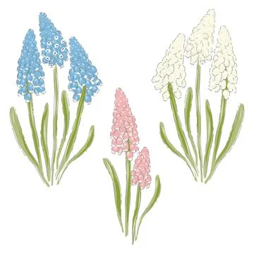 Hyacinth spring flower vector illustration set Illustrazione stock