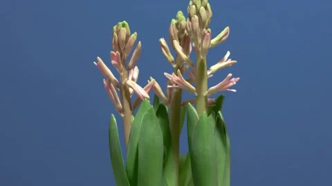 Hyacinth in spring (time lapse) Stock Footage 258338387