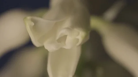 Hyacinth time lapse Stock Footage 73975843