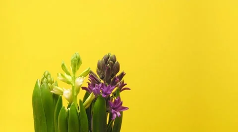 Hyacinth Timelapse Stock Footage 7941948